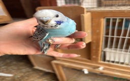 Budgerigars birds for sale: Budgies for sale £15 in Lincoln - Image 10