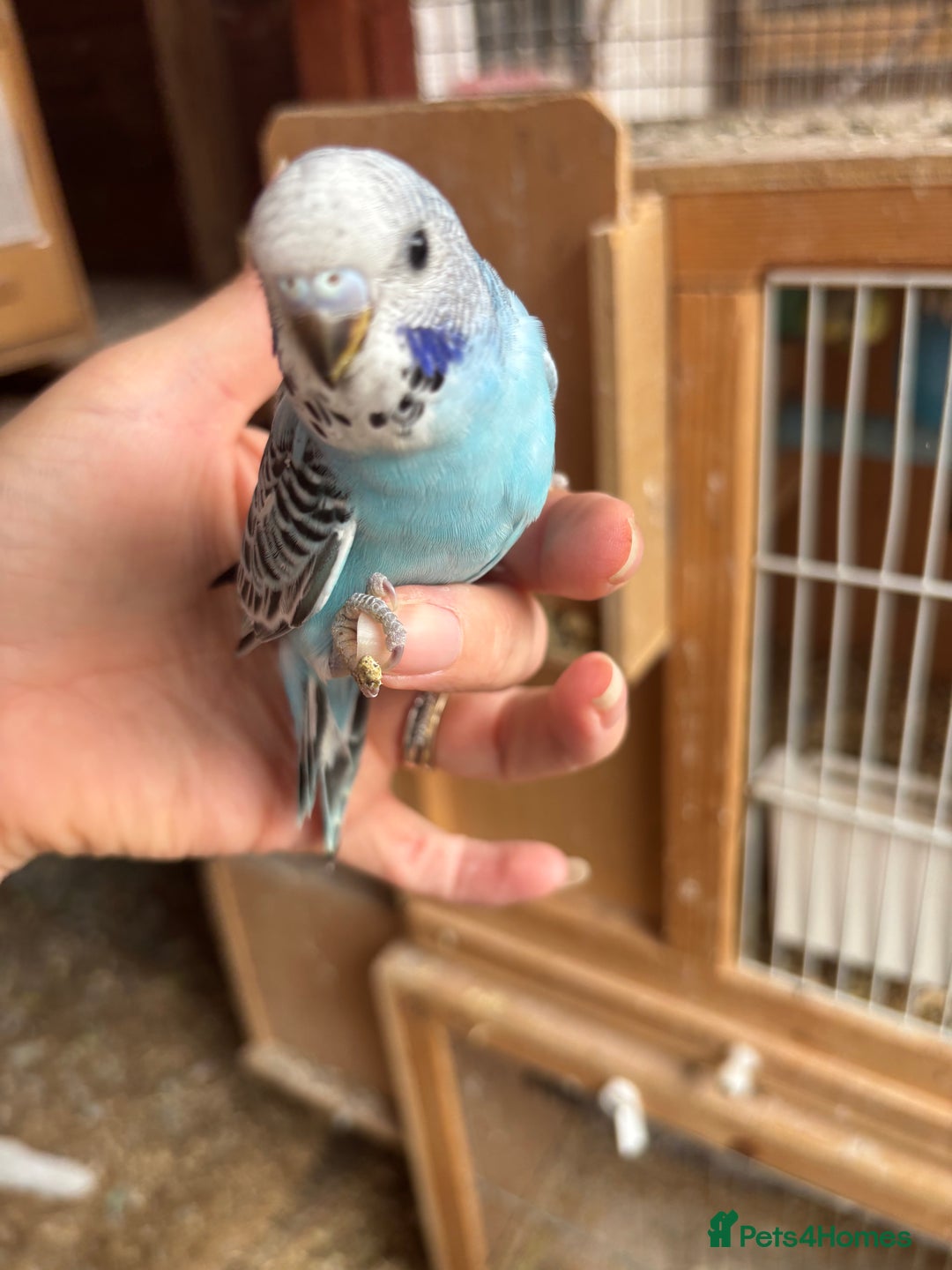 Budgerigars birds for sale: Budgies for sale £15 in Lincoln - Image 10
