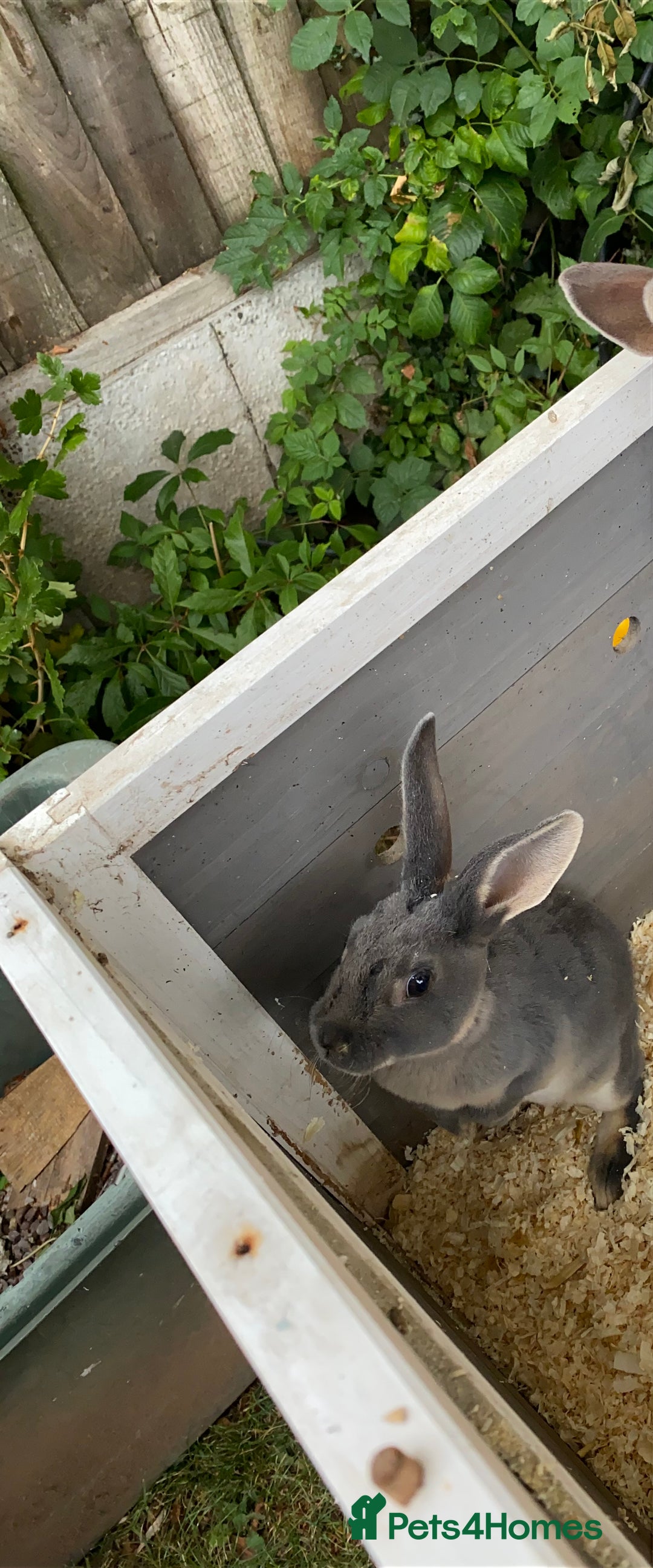 Rex rabbits for sale: Male Rex Rabbits  - Image 5