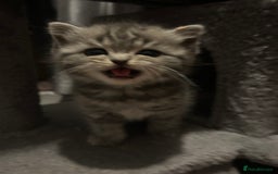 British Shorthair cats for sale: Adorable BSH kittens - Image 18