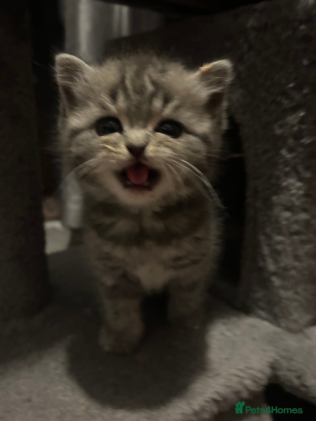 British Shorthair cats for sale: Adorable BSH kittens - Image 18
