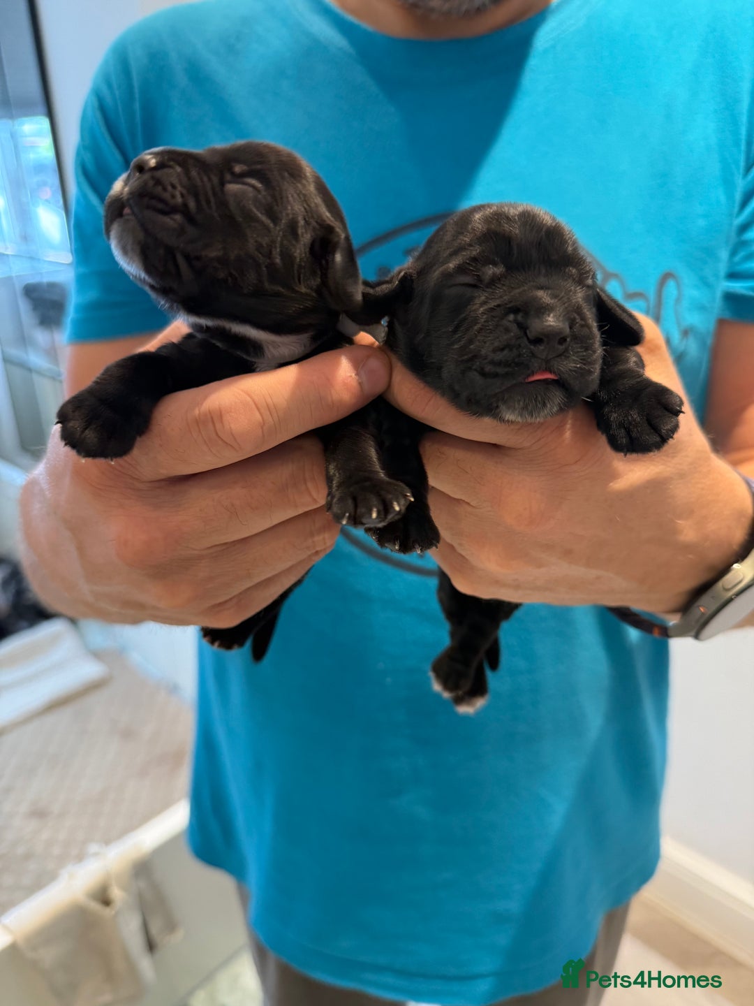 Cocker Spaniel dogs for sale: Exceptional pedigree KC champion show Cockers.  - Image 30