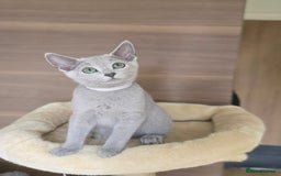 Russian Blue cats for sale: Russian Blue kittens Tica registered  - Image 23
