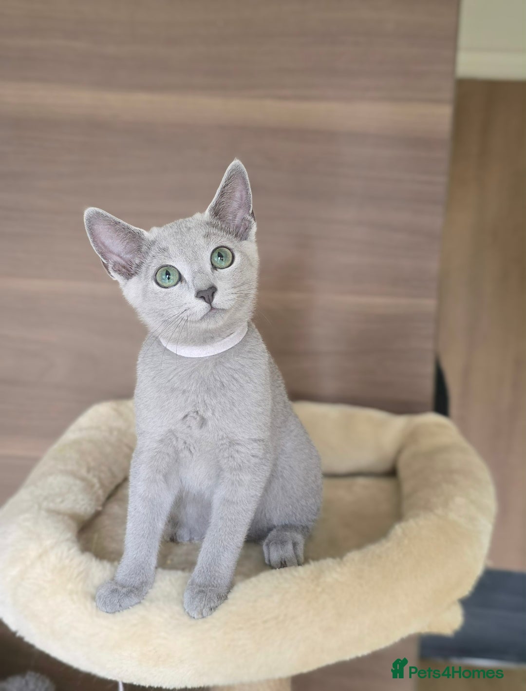 Russian Blue cats for sale: Russian Blue kittens Tica registered  - Image 23
