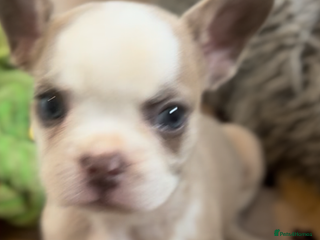 French Bulldog dogs French Bulldogs Fluffy Husky Koi pink - Advert 8