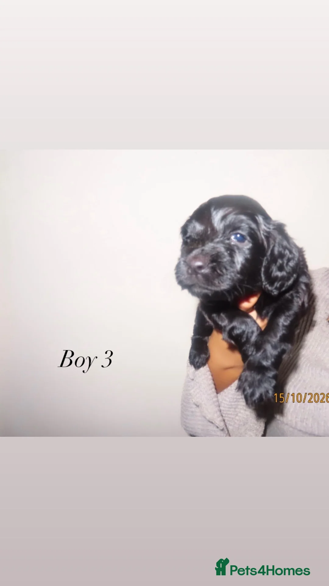 Cocker Spaniel dogs for sale: Cocker spaniel pups  - Advert 8