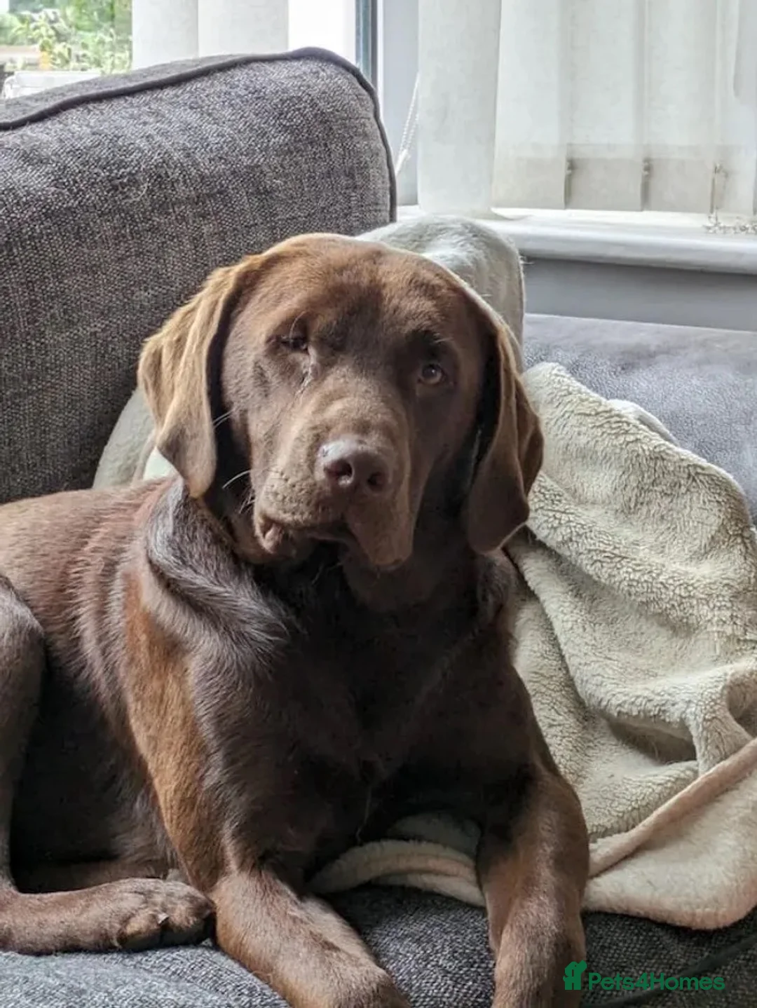 Labrador Retriever dogs for sale: Beautiful Chocolate Puppies are now ready to view. - Advert 2