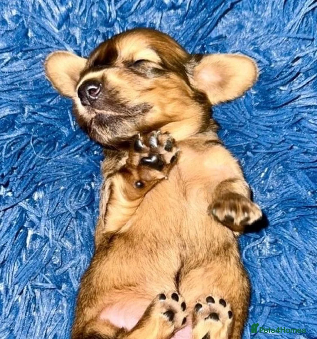 Miniature Dachshund dogs for sale: Long hair cream dachshund puppies for sale  - Advert 2