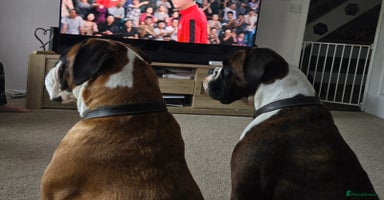Boxer dogs - Advert 14