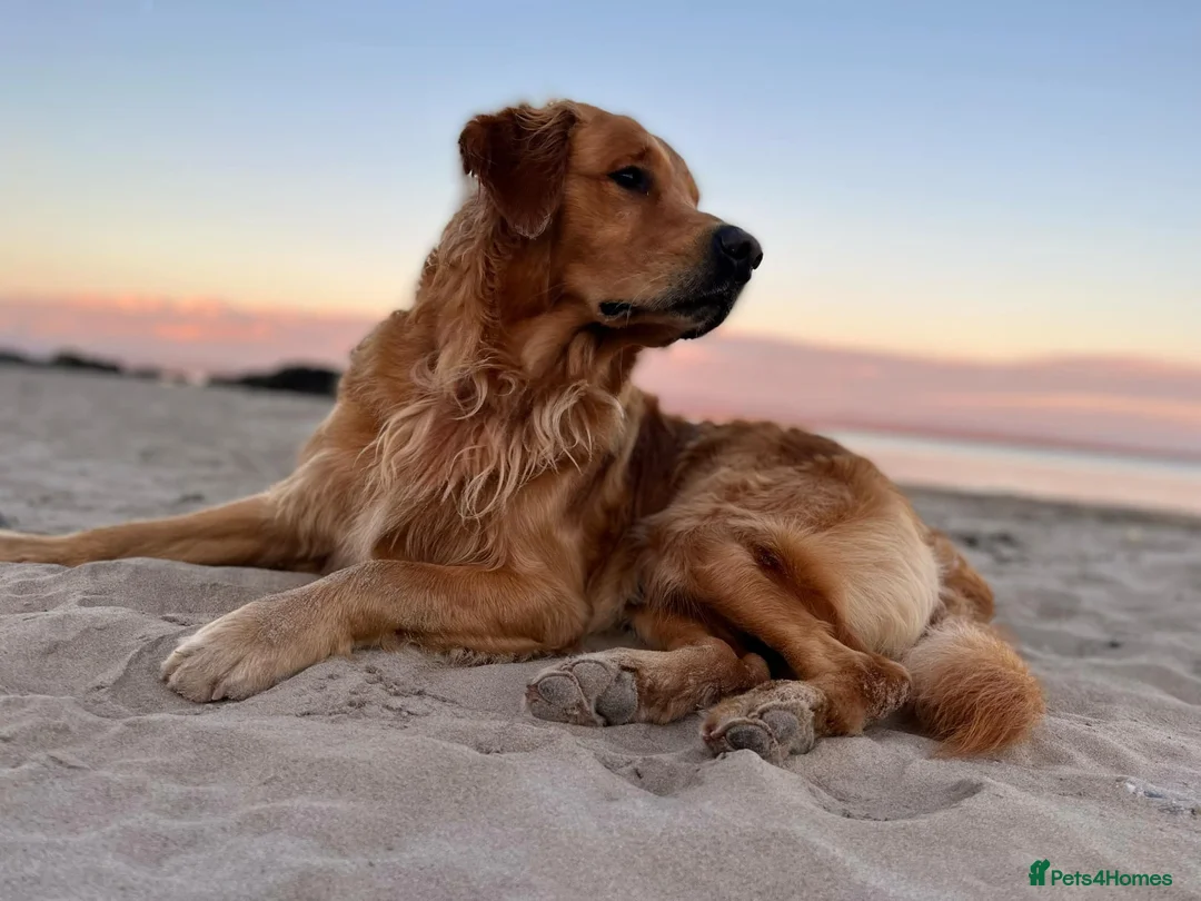 Golden Retriever dogs for stud: Handsome Henry -Proven Stud - Advert 3