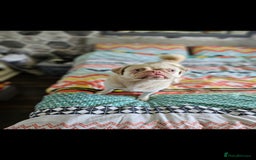 Pug dogs for stud: Pink kc reg stud - Image 3