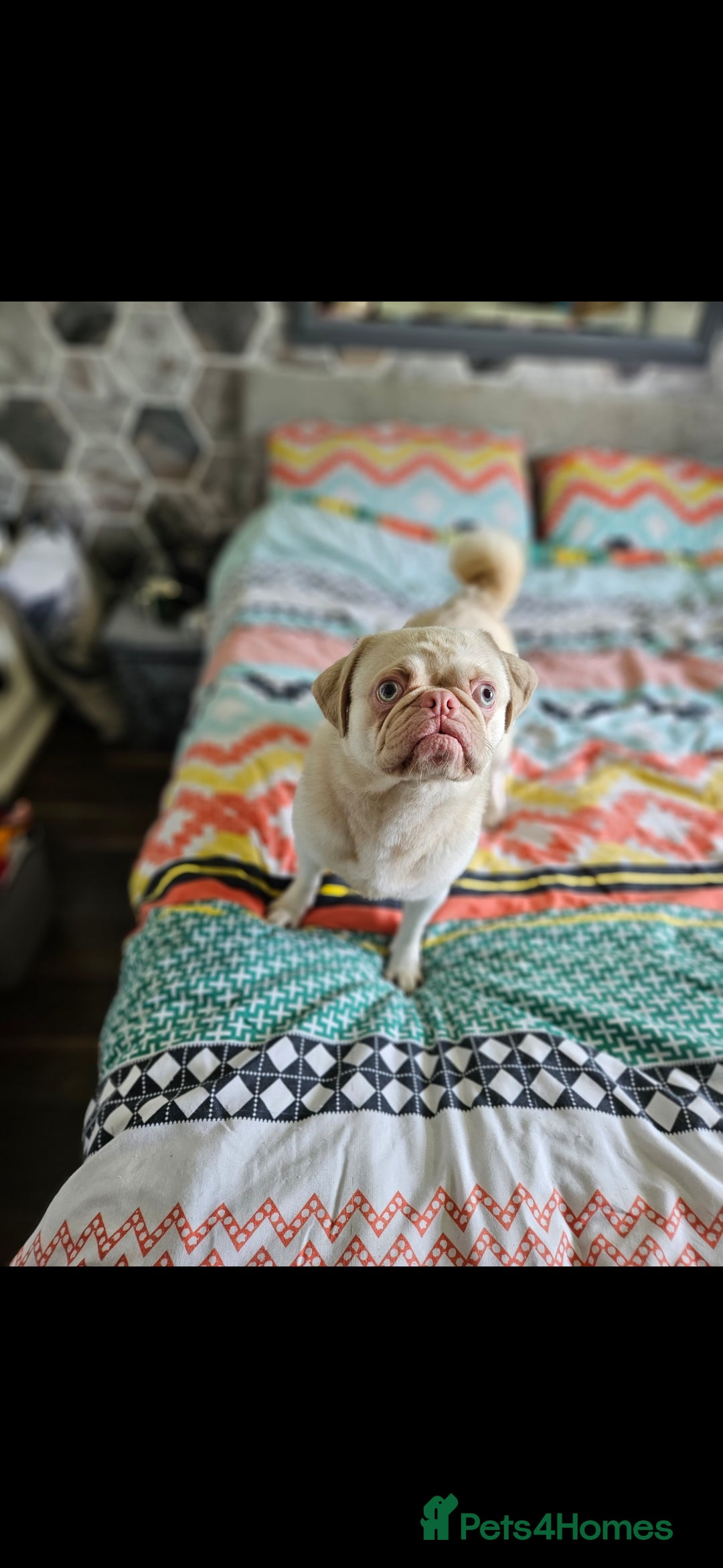 Pug dogs for stud: Pink kc reg stud - Image 3