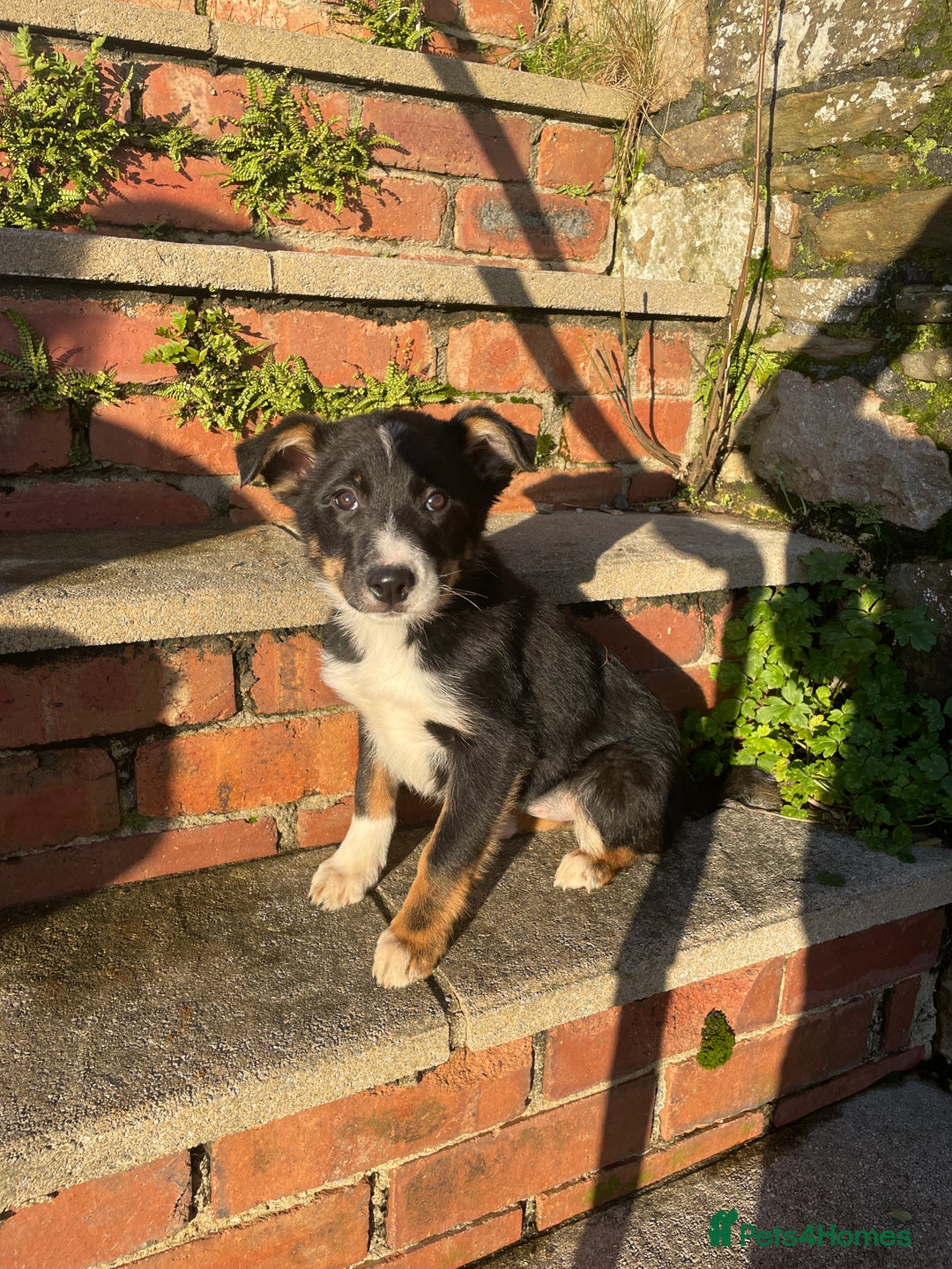 Border Collie dogs for sale: 3 Beautiful Sheepdog Puppies - Advert 11