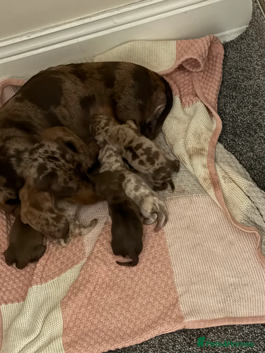 Miniature Dachshund dogs for sale: Miniature dachshund puppies - Advert 1