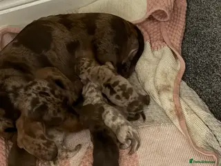 Miniature Dachshund dogs Miniature dachshund puppies - Advert 16