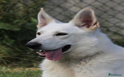 White Swiss Shepherd dogs for stud: White Swiss Shepherd Frozen Semen for Sale  - Image 2
