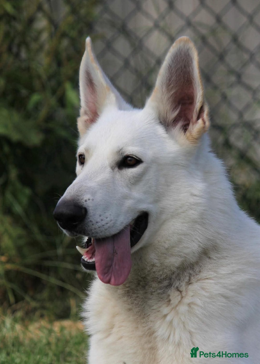 White Swiss Shepherd dogs for stud: White Swiss Shepherd Frozen Semen for Sale  - Image 2