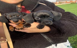 Miniature Dachshund dogs for sale: Miniature dachshund puppies 🐾 - Advert 5