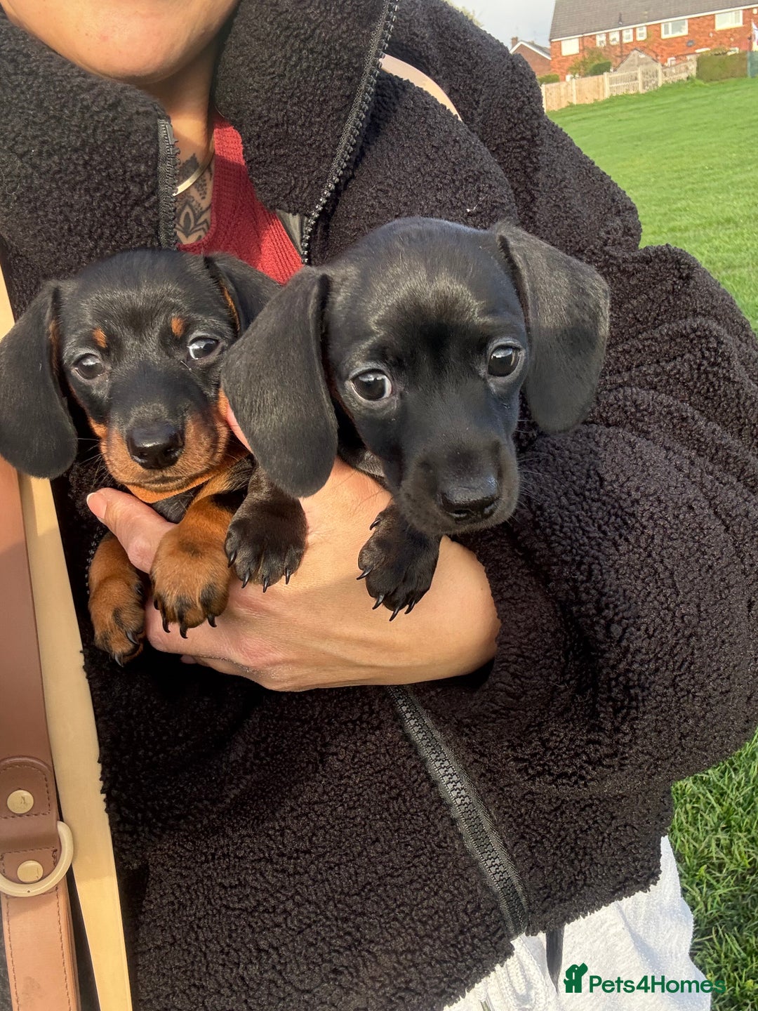 Miniature Dachshund dogs for sale: Miniature dachshund puppies 🐾 - Advert 5