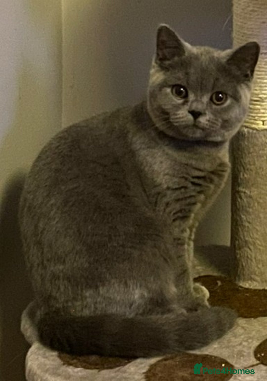 British Shorthair cats for sale: READY NOW Beautiful, Friendly, Playful BSH Kittens - Advert 7