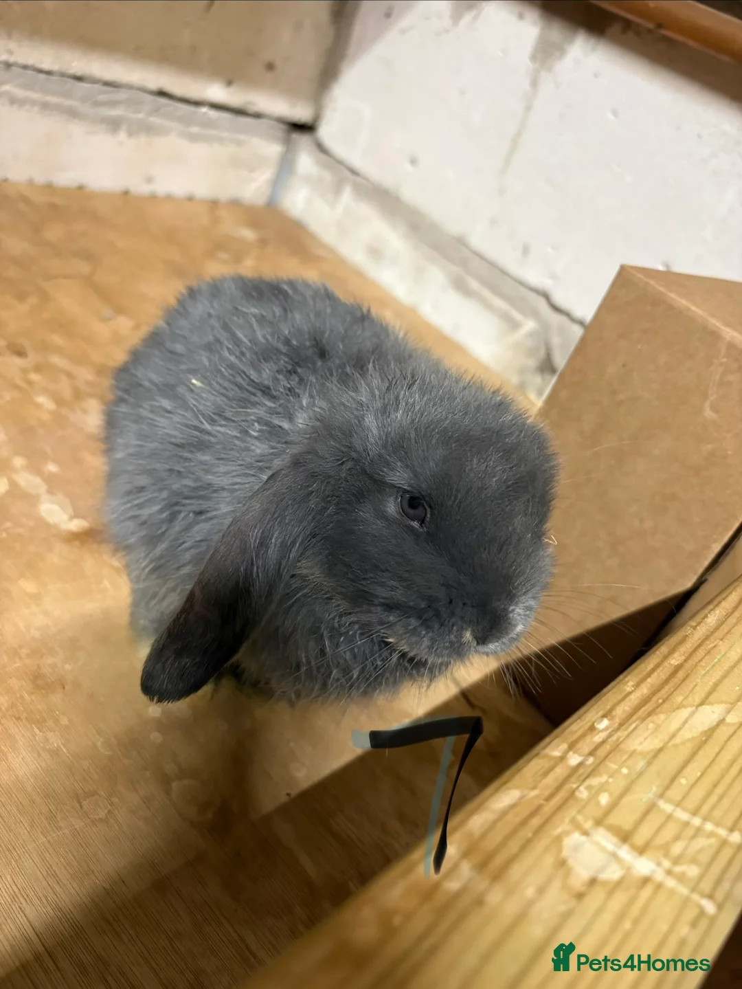 Mixed Breed rabbits for sale: Bunnies for Sale - Advert 6