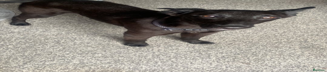 Lurcher Puppy 1