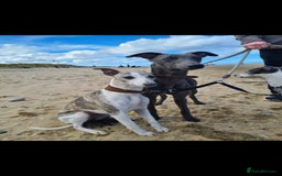 Whippet dogs for sale: Fantastic Whippet puppies - Image 7