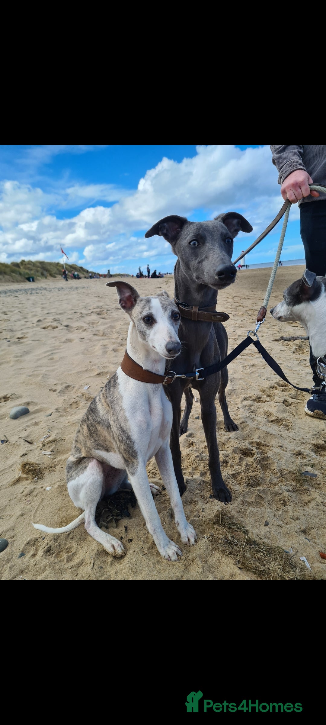 Whippet dogs for sale: Fantastic Whippet puppies - Image 7