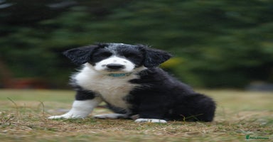 Mixed Breed dogs - Advert 2