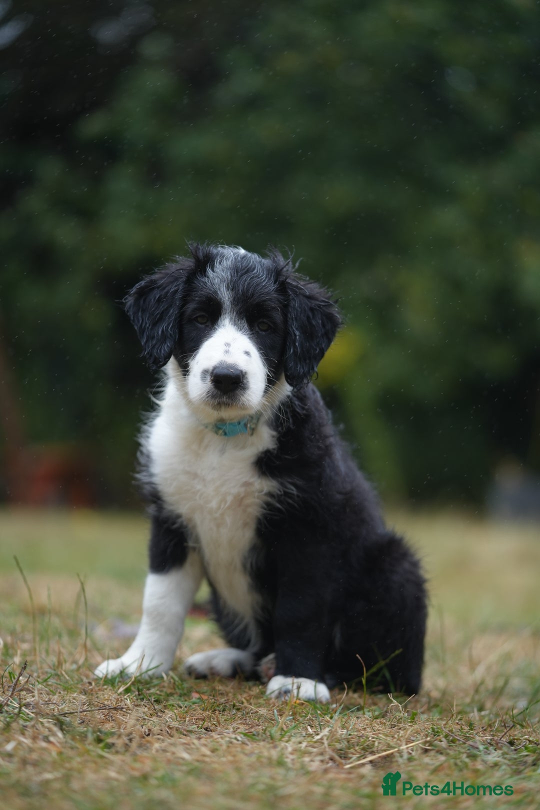 Mixed Breed dogs for sale: Collie mixed breed puppies - Image 3