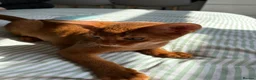 Abyssinian cats for sale: Stunning Abyssinian champion line kittens-last boy - Advert 15