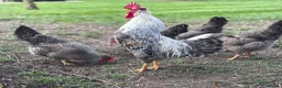 Chickens poultry for sale: Large Fowl and Bantam Hatching Eggs - Advert 15