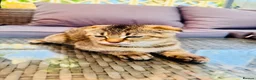 Scottish Fold cats for sale: ✨ Kittens Looking for Forever Homes ✨ - Advert 27