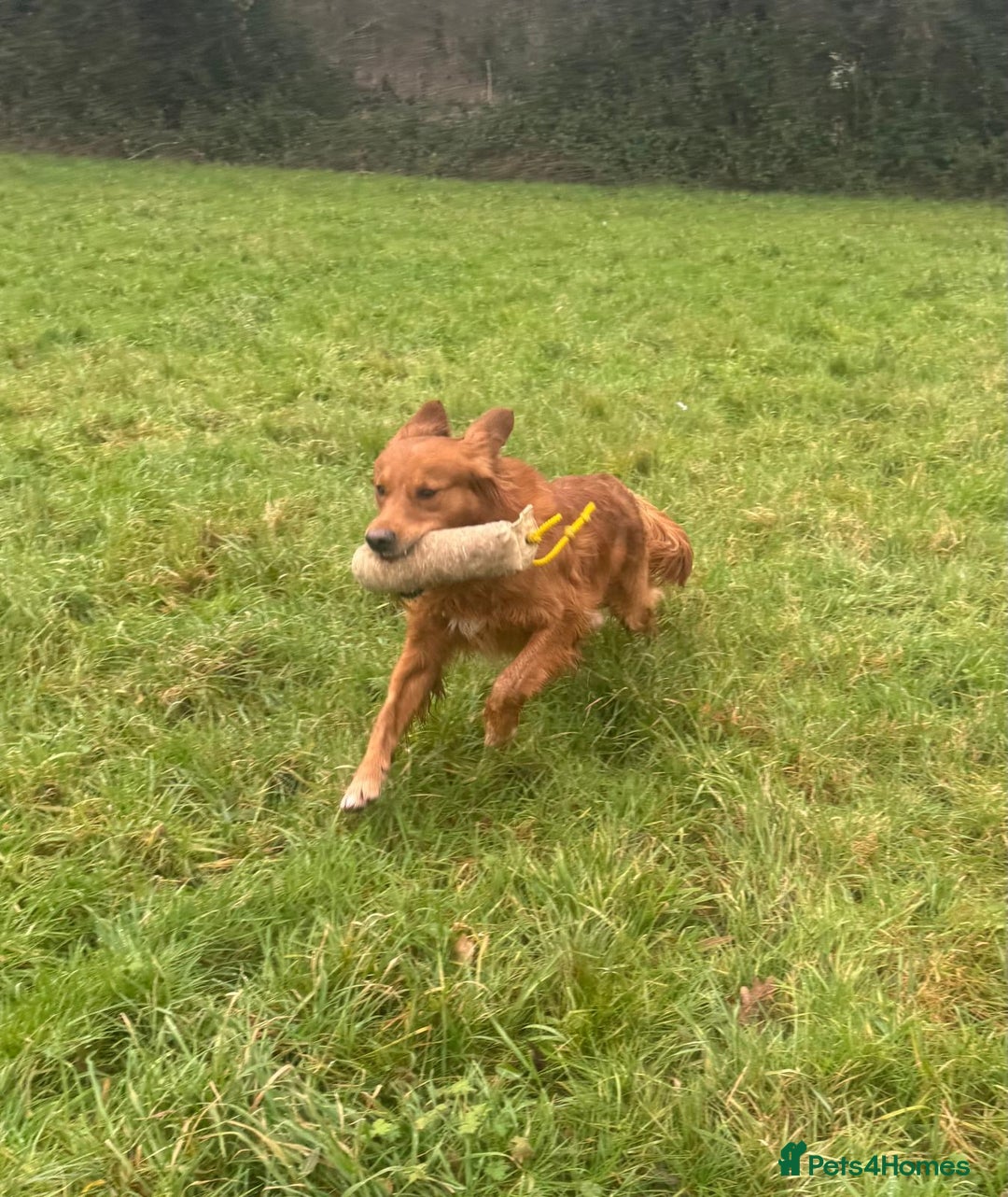 Golden Retriever dogs for sale: BEAUTIFUL GOLDEN RETRIEVERS-PARENTS HEALTH TESTED - Advert 5