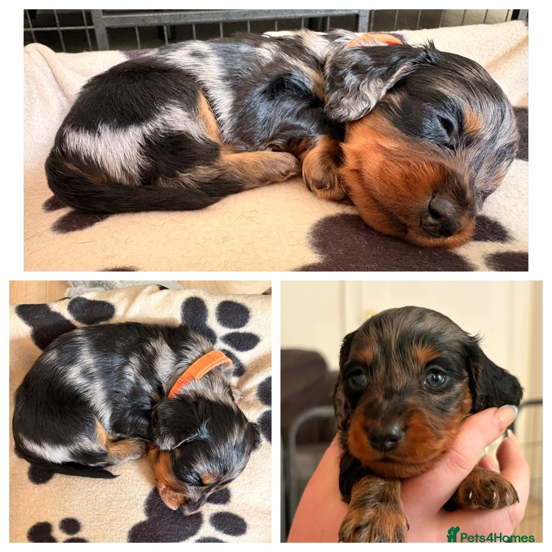 Miniature Dachshund dogs for sale: Miniature dachshund - Advert 7