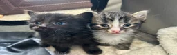 Mixed Breed cats for sale: Two mixed litters for sale - Advert 5