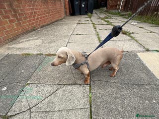 Miniature Dachshund dogs Isabella & Tan Miniature Daschund Stud - Advert 15
