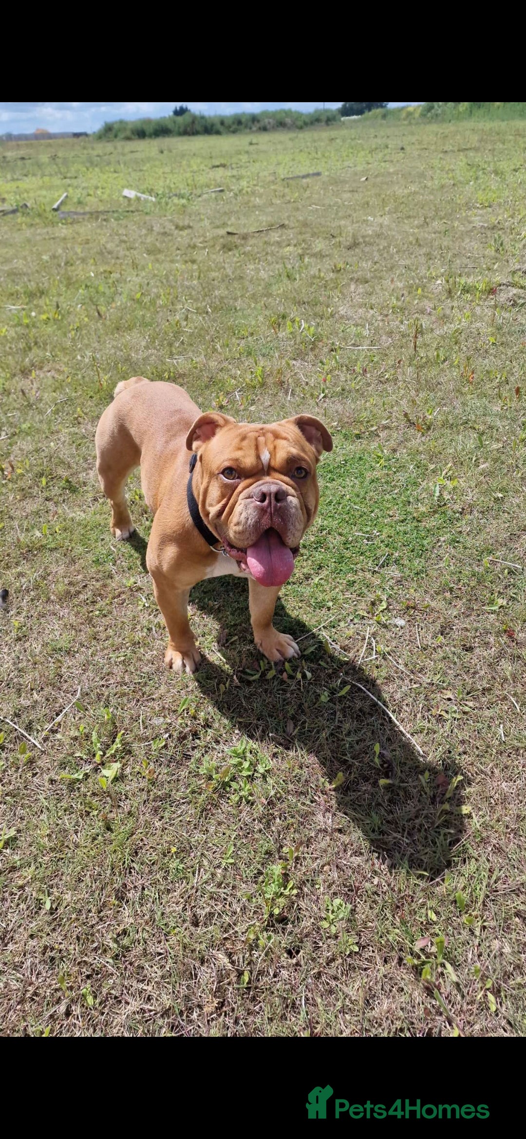 English Bulldog dogs English bulldog beautiful  - Advert 4