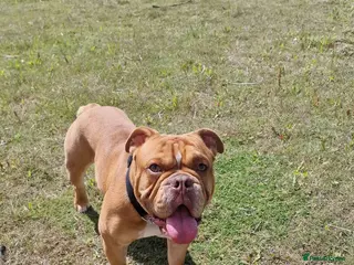 English Bulldog dogs English bulldog beautiful - Advert 10