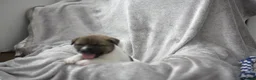 Mixed Breed dogs for sale: F1 American Bulldog x American Akita Puppies in London - Advert 19