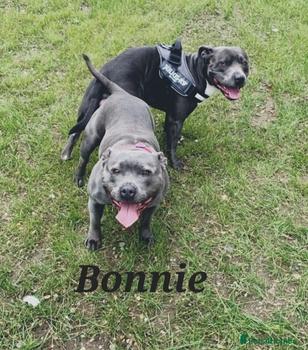 Staffordshire Bull Terrier dogs for stud: BLUE Proven 50+ litters, natural and artificial  in Erith - Advert 7