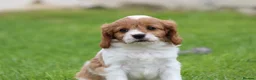 Cavapoo dogs for sale: Beautiful Cavapoo puppies for sale - Advert 4