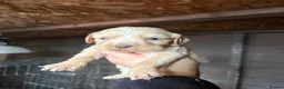Cockapoo dogs for sale: Cocker spaniel puppies💕 in Llanelli - Advert 27