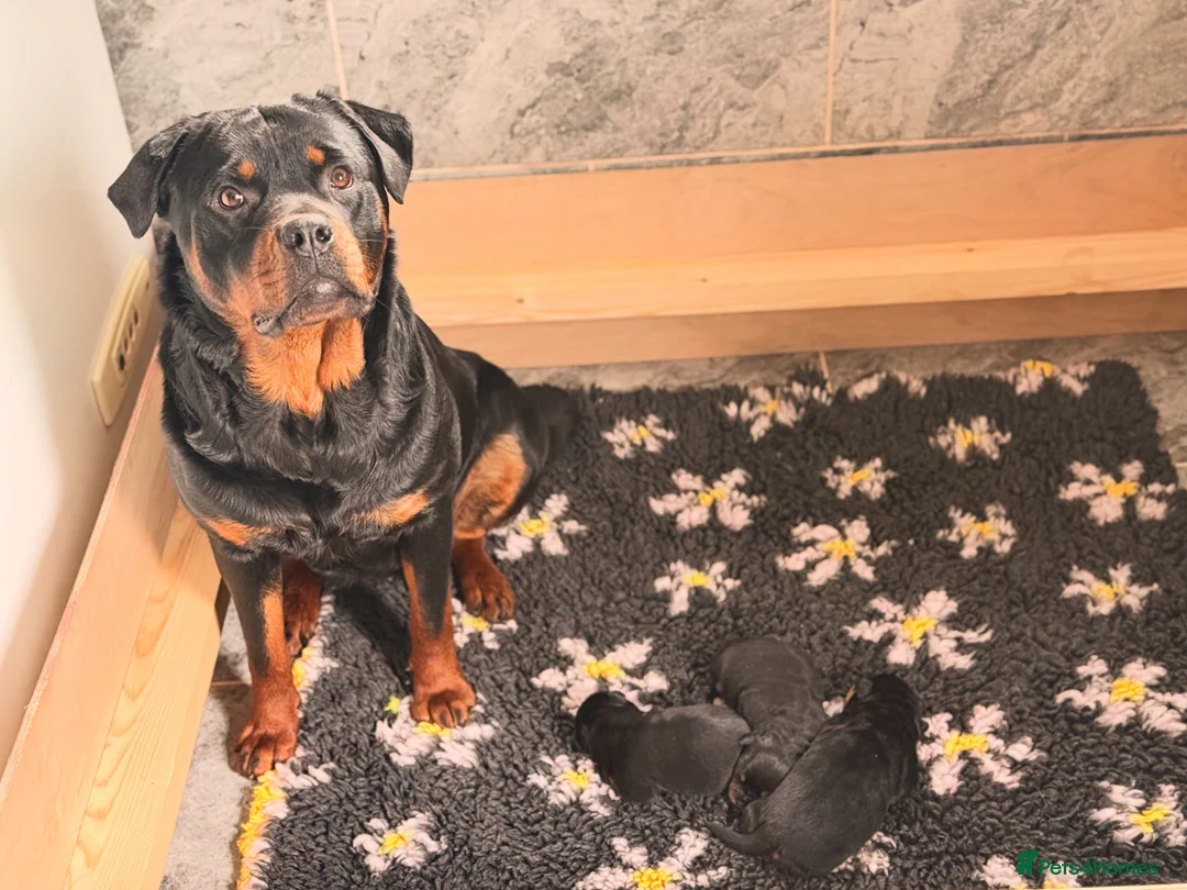 Rottweiler dogs for sale: Stocky Rottweiler pups  - Advert 2