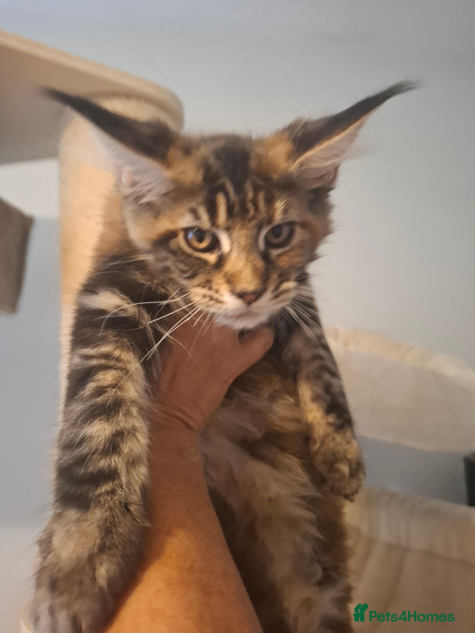 Maine Coon cats Outstanding xl mainecoons russian blood line - Advert 1