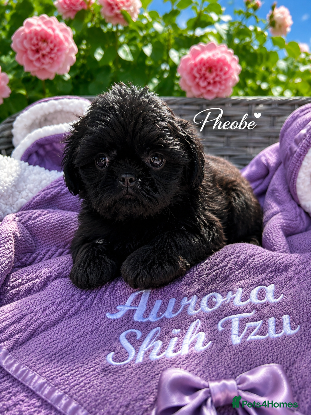 Shih Tzu dogs READY Kennel Club Health Tested Tiny Lines - Advert 1