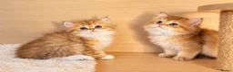 British Longhair cats for sale: BLH Golden Shaded Kittens Looking4 Forever Homes - Advert 4