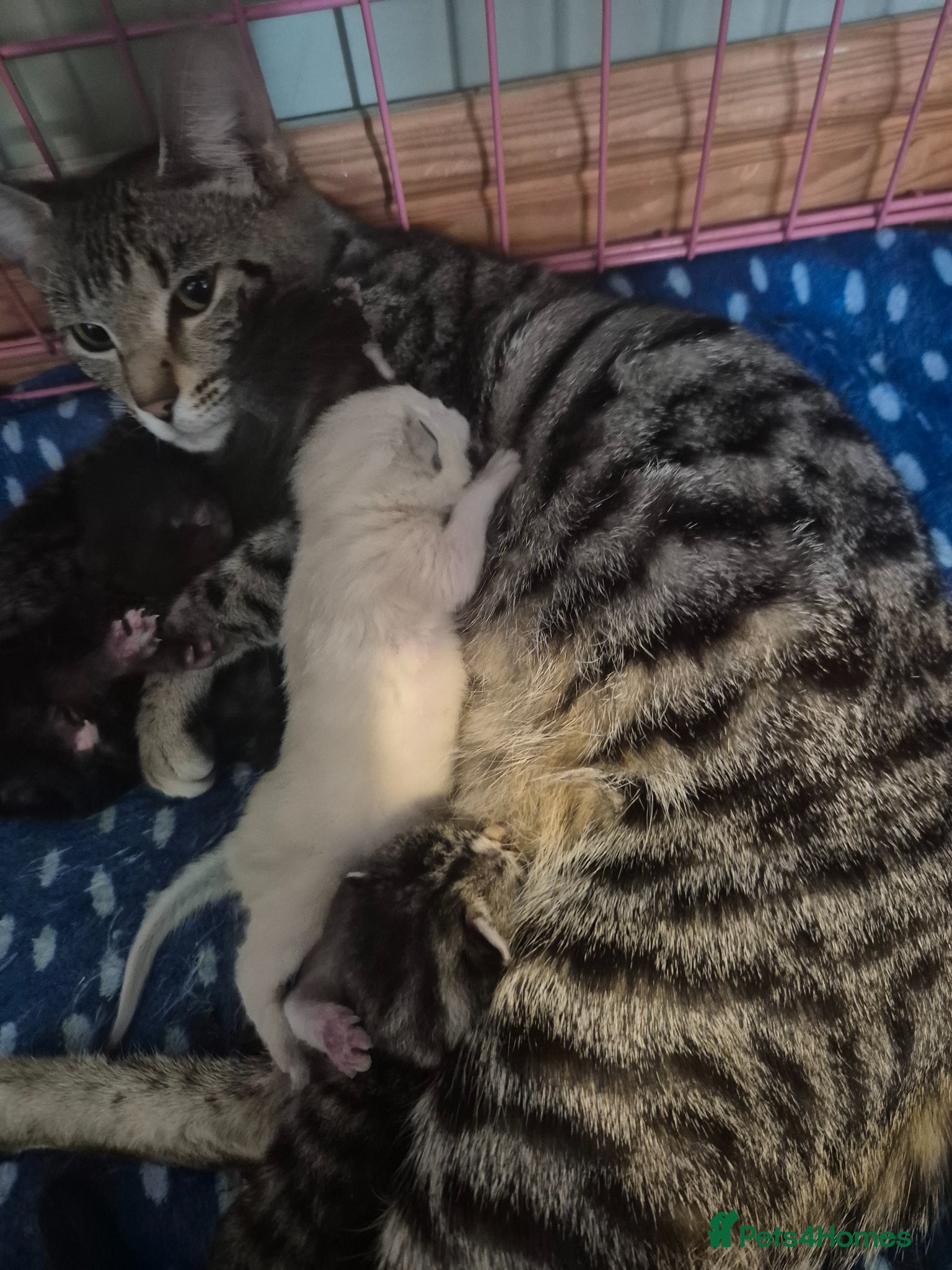 Siamese cats Siamese x maine coon kittens - Advert 1