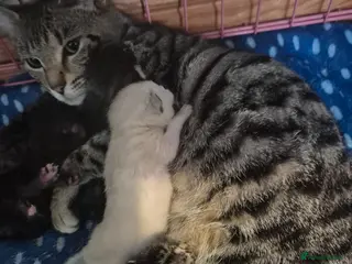 Siamese cats Siamese x maine coon kittens - Advert 1