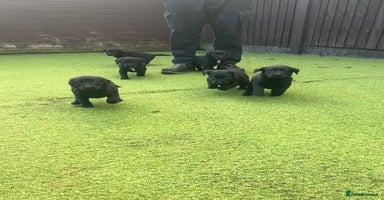 Cockerdor dogs - Advert 3